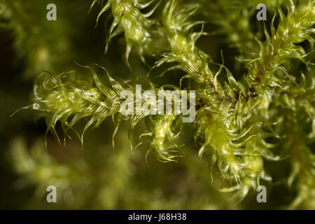 Rhytidiadelphus Loreus (kleine Shaggy-Moss) Stockfoto