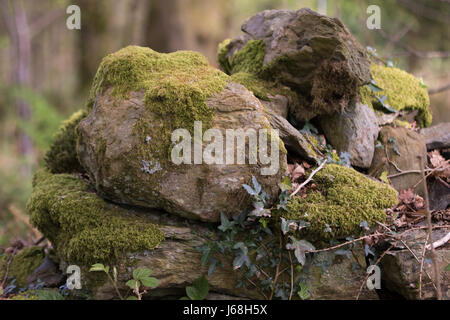 Downy Zopf-Moos (Hypnum Callichroum) Stockfoto