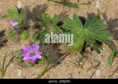 Dove-Fuß Storchschnabel (Geranium Molle) Blume Stockfoto