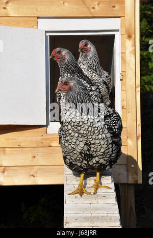 Wyandotts vor Hühnerstall Stockfoto