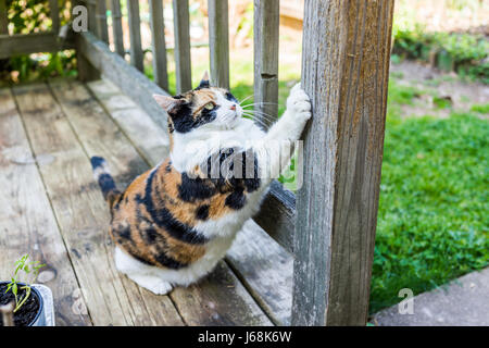 Calico Katze kratzen Nägel auf Kratzer Post außerhalb im Freien Garten Garten Stockfoto