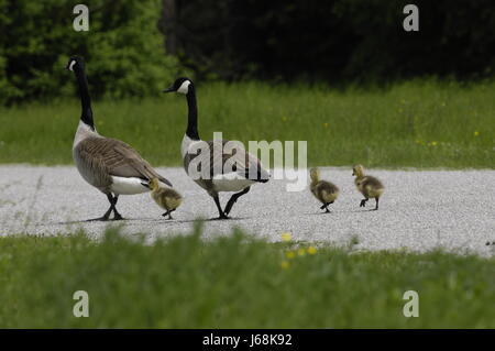 Gänsel - Kanada-Gans Stockfoto