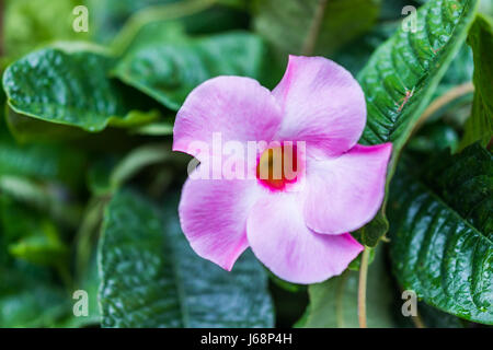 Makro Nahaufnahme von einer rosa Mandevilla Blume mit bokeh Stockfoto