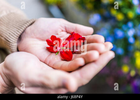 Rote Geranien Blütenblätter in jemandes hand Makro Nahaufnahme im bunten Garten Stockfoto