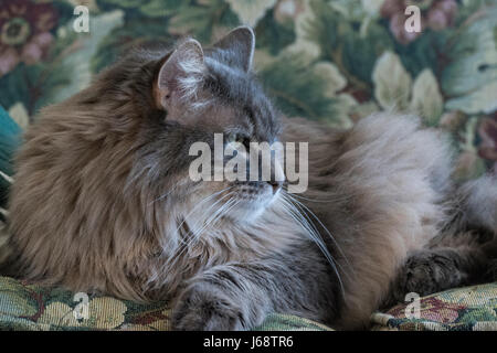 Profil von langen Haaren Tabby Katze auf florale Einstellung hautnah Stockfoto