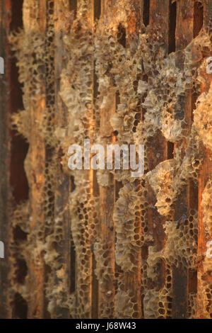 Nahaufnahme von mehreren Biene Frames innerhalb einer Biene-Box mit Bienenwachs. Stockfoto