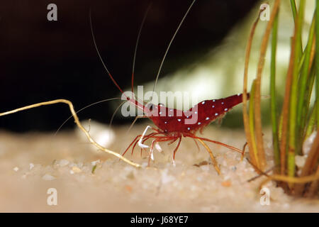 Caridina SP. Kardinal Stockfoto