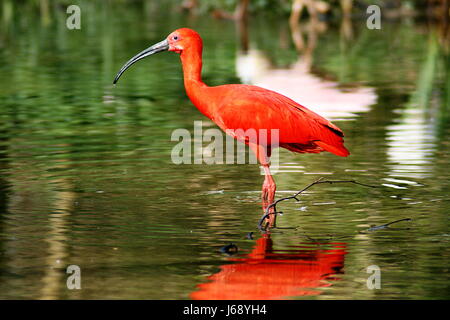 Glanz strahlt hell lucent ruhige helle Lichtfarbe Vögel Vogelfedern Stockfoto