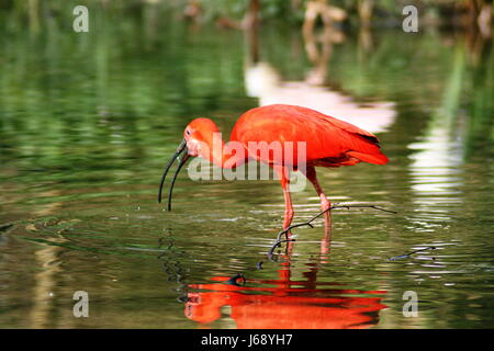 Glanz strahlt hell lucent ruhige helle Lichtfarbe Vögel Vogelfedern Stockfoto