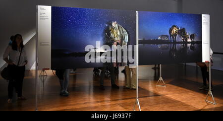 Lissabon, Portugal. 19. Mai 2017. Menschen sehen Sie Fotos an die World Press Photo Ausstellung 2017 in Lissabon, Portugal, 19. Mai 2017. Bildnachweis: Zhang Liyun/Xinhua/Alamy Live-Nachrichten Stockfoto