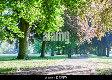 Abington Park, Northampton. 20. Mai 2017. Das Wetter. Strahlender Sonnenschein, die Filterung durch die Bäume heute Morgen bringt ein Versprechen für einen feinen Samstag, nach dem trüben regnerischen Tag gestern. Bildnachweis: Keith J Smith. / Alamy Live News Stockfoto