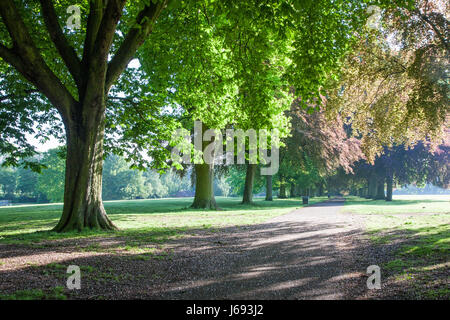 Abington Park, Northampton. 20. Mai 2017. Das Wetter. Strahlender Sonnenschein, die Filterung durch die Bäume heute Morgen bringt ein Versprechen für einen feinen Samstag, nach dem trüben regnerischen Tag gestern. Bildnachweis: Keith J Smith. / Alamy Live News Stockfoto