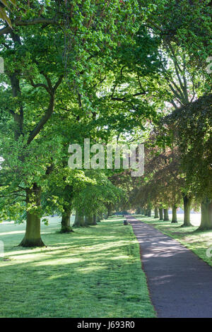 Abington Park, Northampton. 20. Mai 2017. Das Wetter. Strahlender Sonnenschein, die Filterung durch die Bäume heute Morgen bringt ein Versprechen für einen feinen Samstag, nach dem trüben regnerischen Tag gestern. Bildnachweis: Keith J Smith. / Alamy Live News Stockfoto