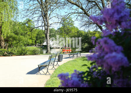 Warschau, Polen. 19. Mai 2017.  Wetter: Flieder in voller Blüte als sonniges Wetter wird heiß. Bildnachweis: Madeleine Ratz/Alamy Live-Nachrichten Stockfoto