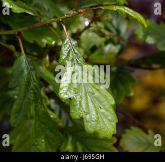 Aberystwyth, Wales, UK. 20. Mai 2017. UK-Wetter: Duschen Mischung mit Sonne im Westen von Wales, verlassen Regentropfen auf die neuen Blätter einer Eiche - John Gilbey/Alamy Live News - 20. Mai 2017 Credit: John Gilbey/Alamy Live News Stockfoto