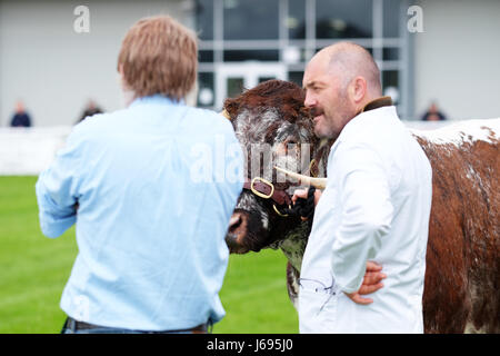 Royal Welsh-Frühlingsfestival, Builth Wells, Powys, Wales - Mai 2017 - Longhorn Rindern halten Sie ein Auge auf die Beamten in der Beurteilung ring für seltene und einheimische Rinder-Rassen-Abschnitt am Eröffnungstag der Royal Welsh-Frühlingsfestival. Bildnachweis: Steven Mai / Alamy Live News Stockfoto