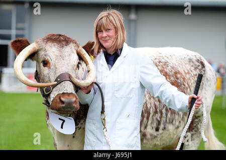 Royal Welsh-Frühlingsfestival, Builth Wells, Powys, Wales - Mai 2017 - Margaret Llewellyn von Carmarthenshire zeigt ihre Longhorn Kuh in den Urteilen Ring für seltene und einheimische Rinder-Rassen-Abschnitt am Eröffnungstag der Royal Welsh-Frühlingsfestival. Bildnachweis: Steven Mai / Alamy Live News Stockfoto