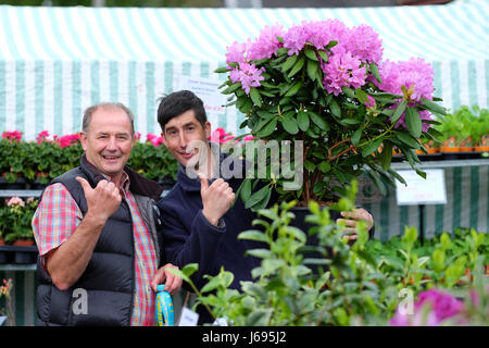 Royal Welsh-Frühlingsfestival, Builth Wells, Powys, Wales - Mai 2017 - Anbieter im Flower Stände mit Blick mehr als zufrieden mit diesem schönen Azalee Pflanze. Bildnachweis: Steven Mai / Alamy Live News Stockfoto