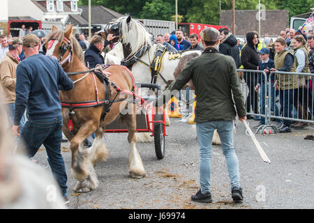 Wickham, Hampshire, Vereinigtes Königreich. 20. Mai 2017. Wickham Pferdemesse. Gruppen von Gipsy Reisende treffen sich mit ihren Pferden. Die jährliche Wickham Pferdemesse in der Nähe von Fareham, stammt aus mehr als 800 Jahren und wird von Reisenden Gemeinden aus über dem Land besucht. Bildnachweis: Will Bailey/Alamy Live-Nachrichten Stockfoto