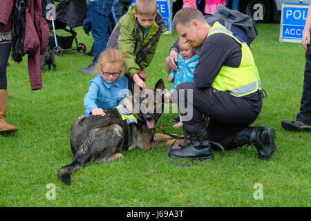 Gloucester, Großbritannien. 20. Mai 2017. Gloucestershire Polizei verwenden Gloucester Park für eine öffentliche Demonstration der Rolle der Polizeihunde bei der Verbrechensbekämpfung. Kredit: Chris Poole/Alamy Live-Nachrichten Stockfoto