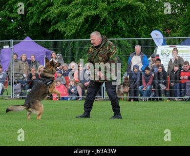 Gloucester, Großbritannien. 20. Mai 2017. Gloucestershire Polizei verwenden Gloucester Park für eine öffentliche Demonstration der Rolle der Polizeihunde bei der Verbrechensbekämpfung. Kredit: Chris Poole/Alamy Live-Nachrichten Stockfoto