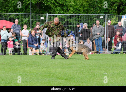 Gloucester, Großbritannien. 20. Mai 2017. Gloucestershire Polizei verwenden Gloucester Park für eine öffentliche Demonstration der Rolle der Polizeihunde bei der Verbrechensbekämpfung. Kredit: Chris Poole/Alamy Live-Nachrichten Stockfoto