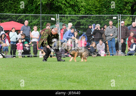 Gloucester, Großbritannien. 20. Mai 2017. Gloucestershire Polizei verwenden Gloucester Park für eine öffentliche Demonstration der Rolle der Polizeihunde bei der Verbrechensbekämpfung. Kredit: Chris Poole/Alamy Live-Nachrichten Stockfoto