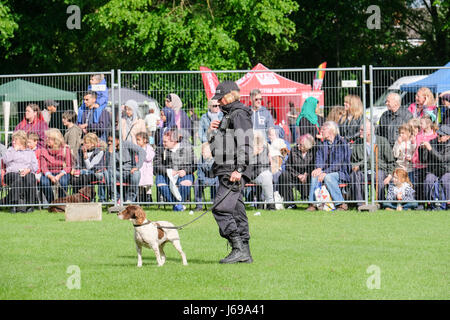 Gloucester, Großbritannien. 20. Mai 2017. Gloucestershire Polizei verwenden Gloucester Park für eine öffentliche Demonstration der Rolle der Polizeihunde bei der Verbrechensbekämpfung. Kredit: Chris Poole/Alamy Live-Nachrichten Stockfoto