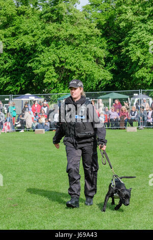 Gloucester, Großbritannien. 20. Mai 2017. Gloucestershire Polizei verwenden Gloucester Park für eine öffentliche Demonstration der Rolle der Polizeihunde bei der Verbrechensbekämpfung. Kredit: Chris Poole/Alamy Live-Nachrichten Stockfoto