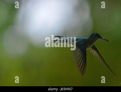 Ein weiß-necked Jakobiner Kolibri (Florisuga Mellivora) fliegt in La Fortuna, Costa Rica. Stockfoto