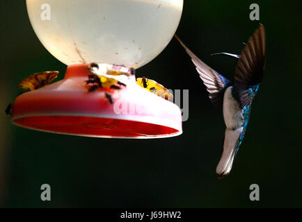 Ein weiß-necked Jakobiner Kolibri (Florisuga Mellivora) trinkt aus einem Kolibri Feeder in Costa Rica. Stockfoto
