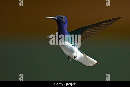 Ein weiß-necked Jakobiner Kolibri (Florisuga Mellivora) fliegt in La Fortuna, Costa Rica. Stockfoto