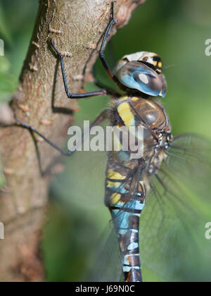 Migrationshintergrund Hawker, Aeshna mixta Stockfoto