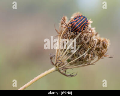 Gestreift-Bug auf einer Pflanze, Graphosoma lineatum Stockfoto