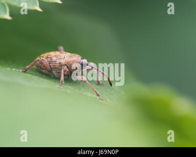 Eichel Rüsselkäfer - Curculio Glandium - männlich Stockfoto