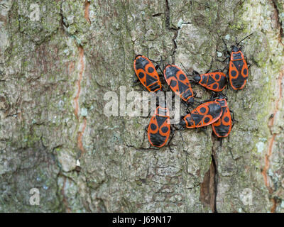 Firebug - Pyrrhocoris apterus Stockfoto