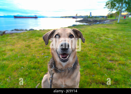 Niedlichen Hund sitzt auf einem grünen Rasen Seepark Stockfoto