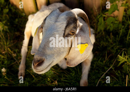 Ziege Stockfoto