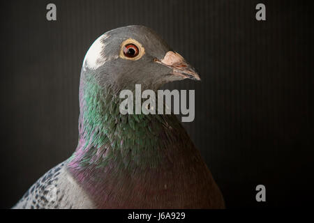 Großaufnahme Seite schönen Schuss in den Kopf des Speed-Rennen Taube Vogel auf grauem Hintergrund anzeigen Stockfoto