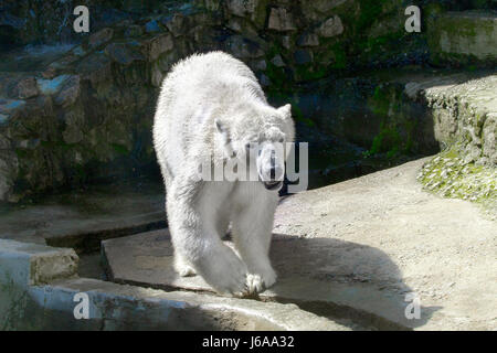 Bild von einem Tier Raubtier große White bear Stockfoto