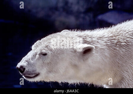 Bild einer tierischen Fang ein großer Eisbär Raubtier Stockfoto
