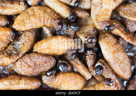 Frittierte Seidenraupen - Straße Chinesisch Essen in Sichuan, China Stockfoto