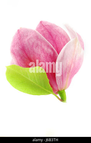 isolierte Blume Pflanze Blüte Blüte gedeihen blühende Magnolie verlieren verlieren Stockfoto