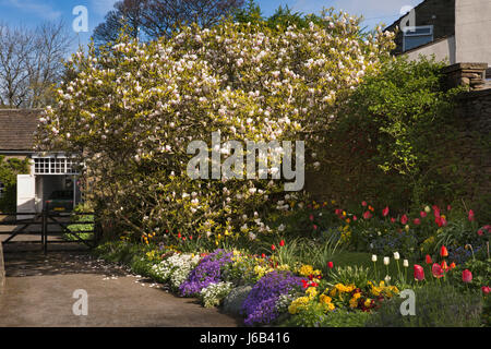 Großbritannien, England, Cheshire, Macclesfield, höhere Hurdsfield, Gärten, Magnolienbaum in voller Blüte im Frühlingsgarten Stockfoto