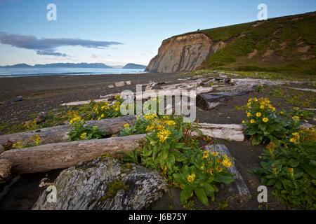 Fossil Beach, Kodiak, Alaska Stockfoto