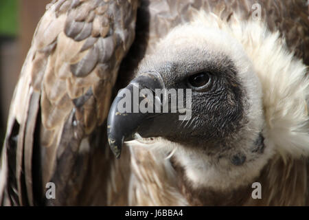 Griffon Stockfoto