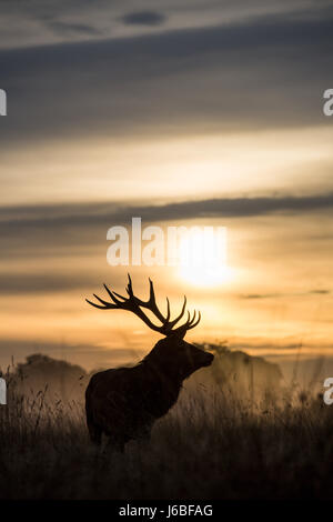 Hirsch Silhouette in der Dämmerung im Richmond Park, Großbritannien Stockfoto