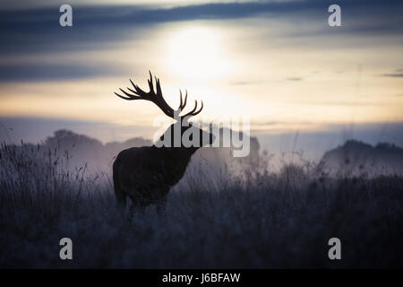 Hirsch in der Morgendämmerung in Richmond Deer Park Stockfoto