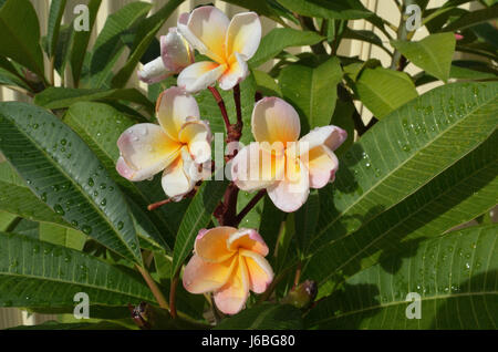 Frangipani Blumen in voller Blüte Stockfoto