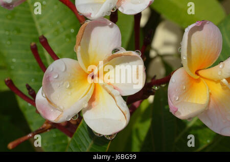 Frangipani Blumen in voller Blüte Stockfoto